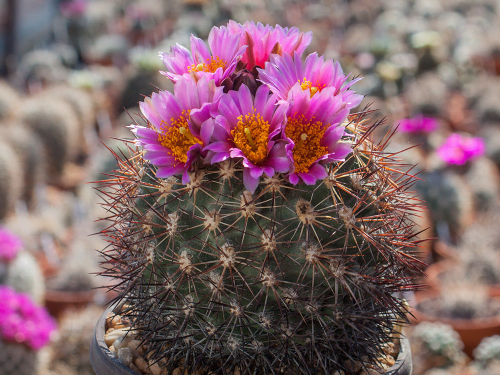 Pediocactus nigrispinus HK 1203 Kittitas Co, Wa – gepfropft