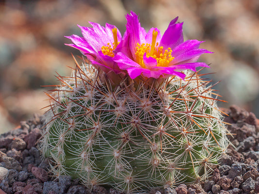Pediocactus simpsonii VIZ 3 Apex, Pioneer Mts, Mt - grafted