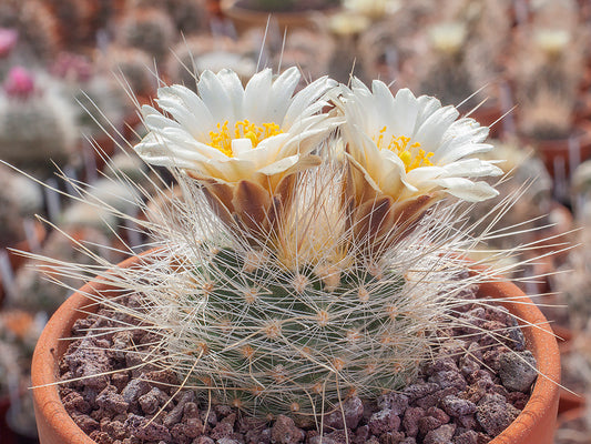 Pediocactus paradinei RP 80 Houserock Valley, Az – gepfropft