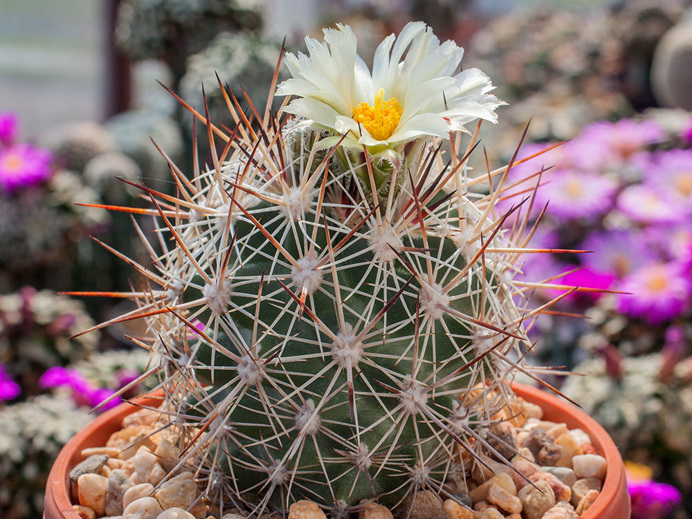 Pediocactus sileri FH 0203 Washington Co, Ut - 10 Samen