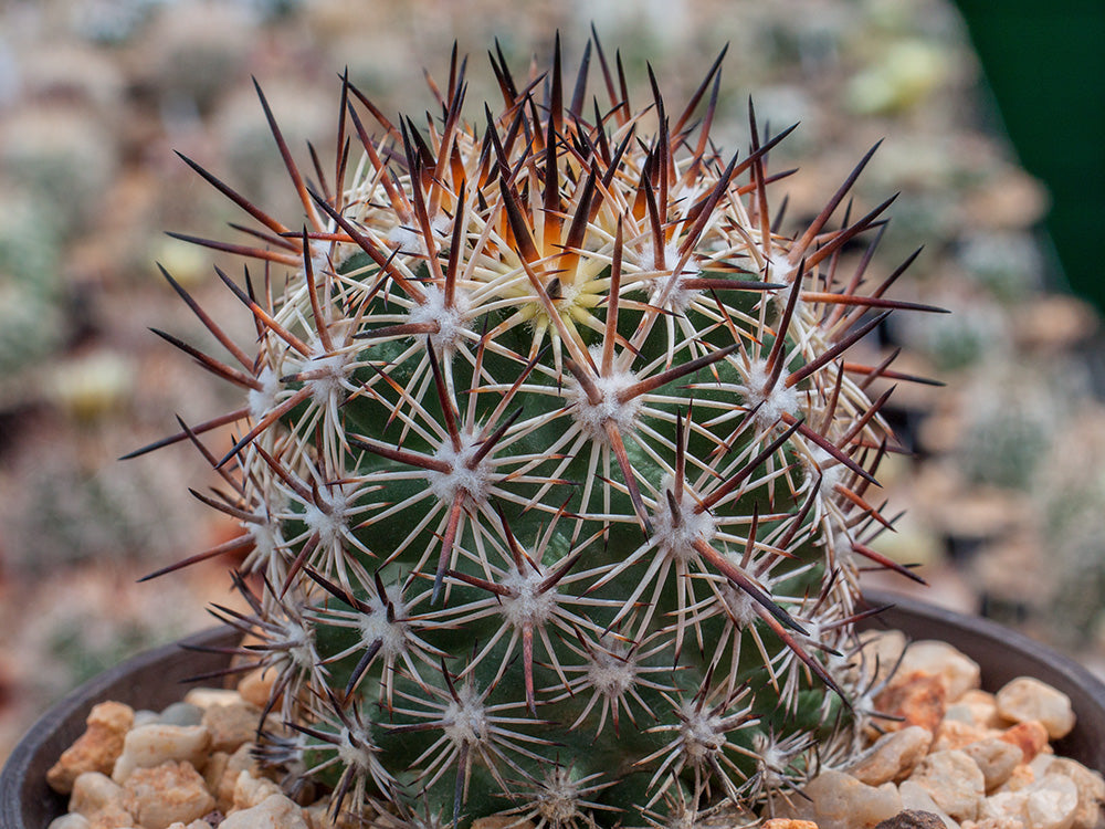 Pediocactus sileri SB 1872 St. George, Ut - 10 seeds