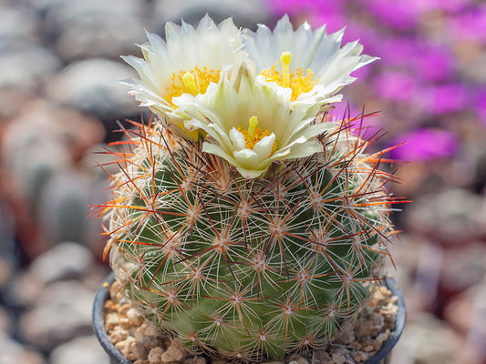 Pediocactus simpsonii City of Rocks, Id – gepfropft