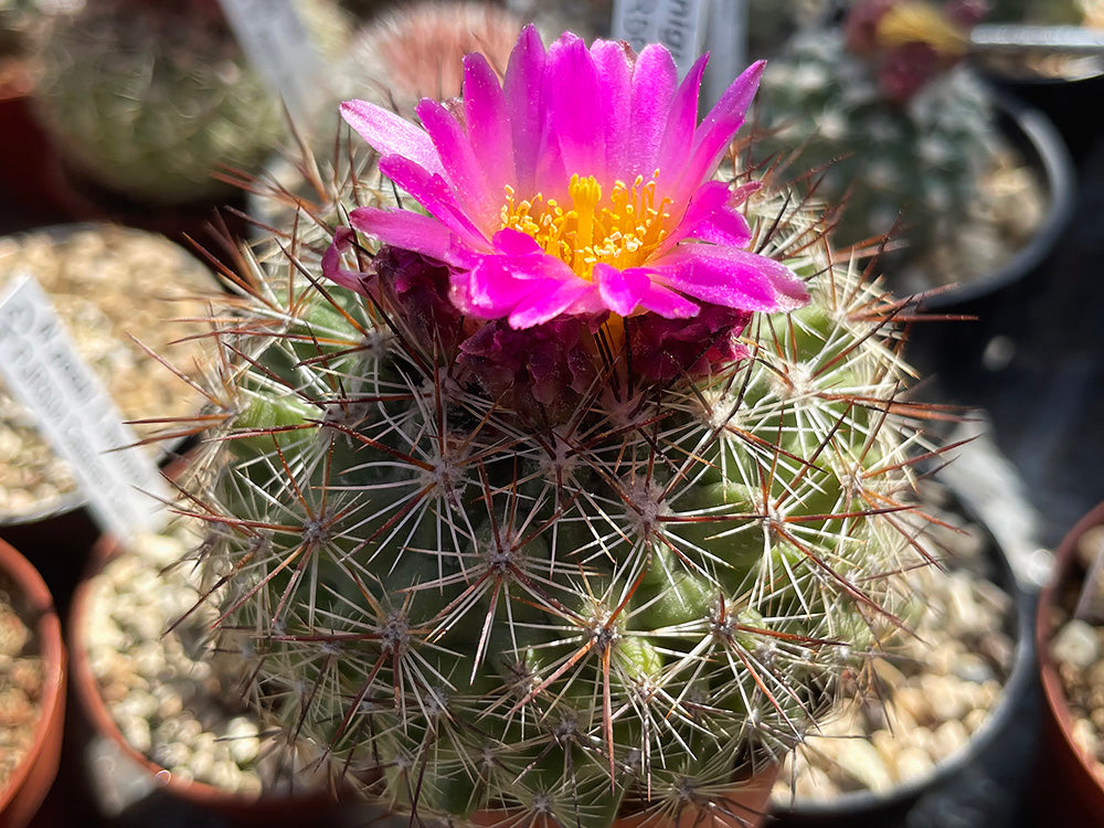 Pediocactus simpsonii PJR 566 East Fork, Custer Co, Id - 10 seeds
