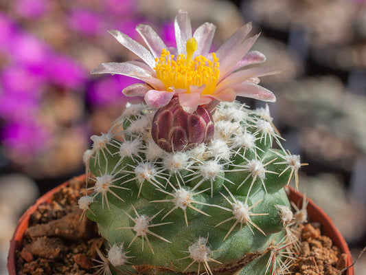 Pediocactus winkleri PJR 530 Notom, Wayne Co, Ut - grafted