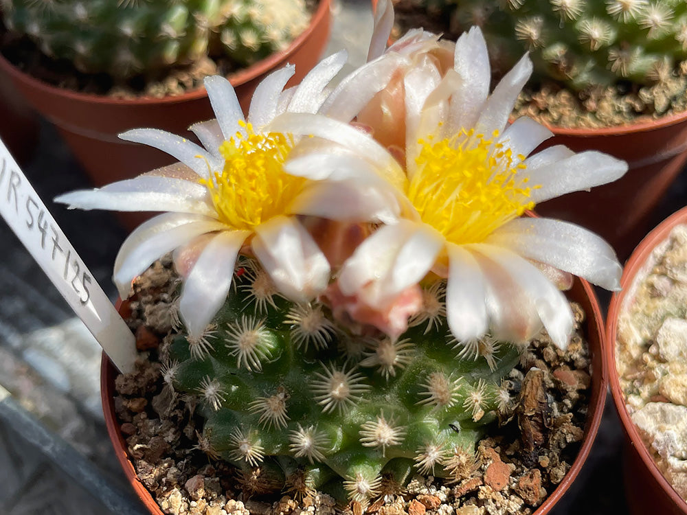 Pediocactus knowltonii PJR 547 La Boca Ranch, San Juan Co, NM - 10 seeds