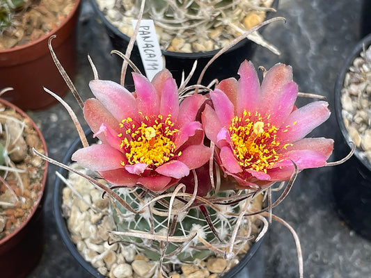 Sclerocactus blainei SB 1015 Lincoln Co, Nv - grafted