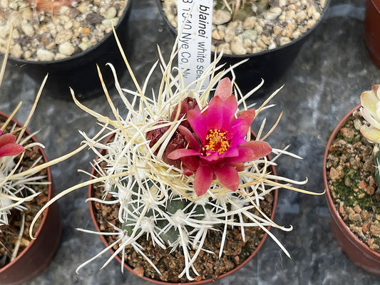 Sclerocactus blainei SB 1540 Nye Co, Nv - white selection - grafted