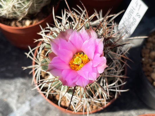 Sclerocactus glaucus HMP 214 Clifton, Mesa Co, Colo - grafted