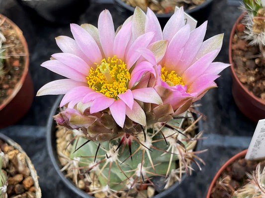 Sclerocactus glaucus JM 15 Delta Co, Colo - grafted (1 clone)