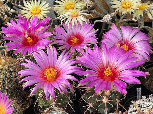 Thelocactus bicolor ssp. heterochromus PŠ 17 San Francisco de Asís, Dur - 10 seeds