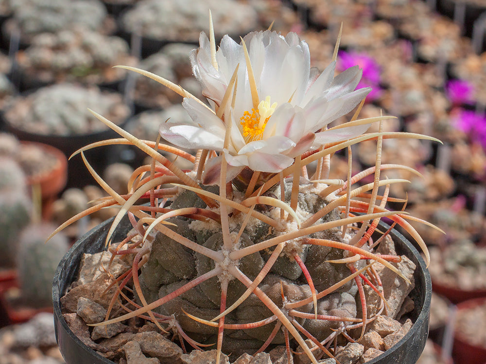 Thelocactus hexaedrophorus ssp. nova VZD 011 s von La Tapona, SLP - 10 Samen