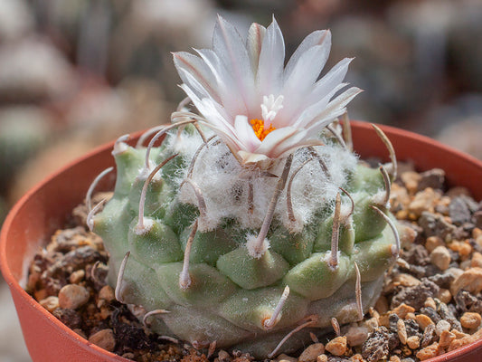 Turbinicarpus schmiedickeanus ssp. klinkerianus MZ 406 La Negrita, SLP - 10 Samen