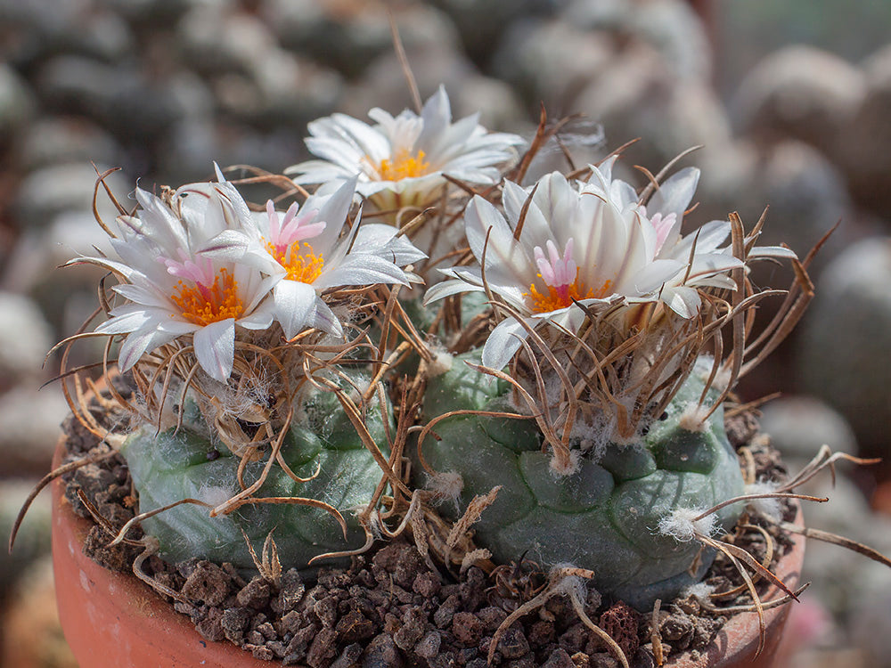 Turbinicarpus schmiedickeanus ssp. macrochele MZ 700 Pastora, SLP - 10 seeds