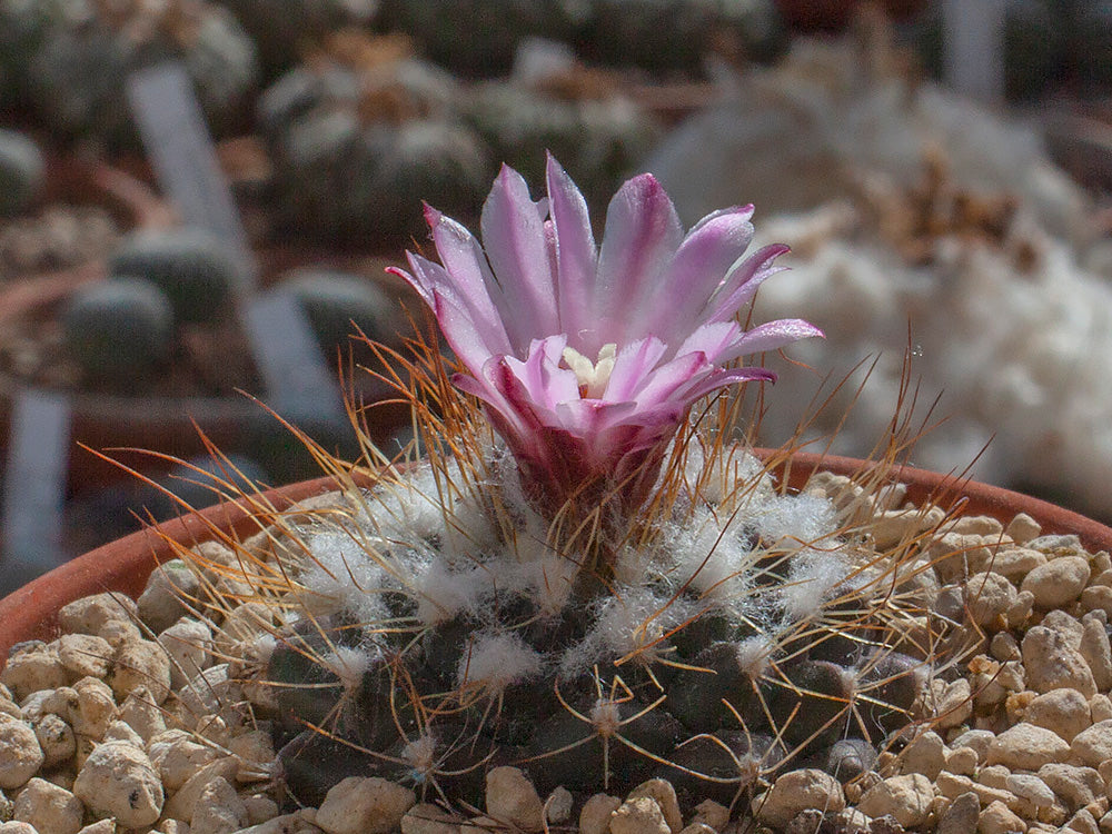 Turbinicarpus laui MZ 649 El Tepozan, SLP