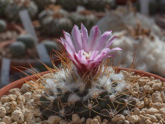 Turbinicarpus laui MZ 649 El Tepozan, SLP