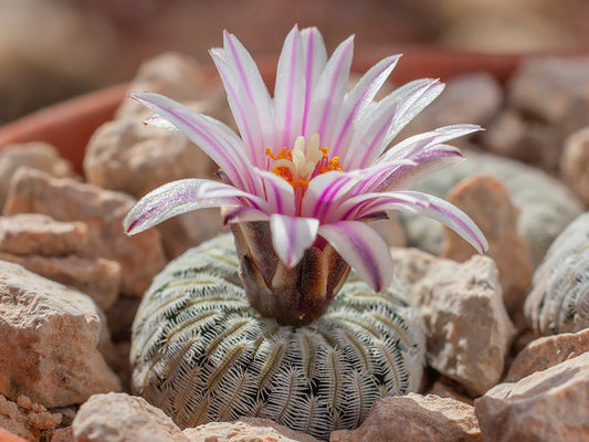Turbinicarpus pseudopectinatus MZ 455