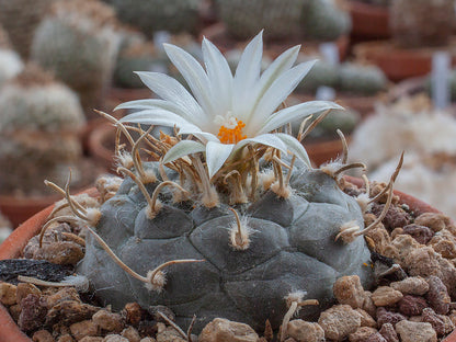 Turbinicarpus schmiedickeanus ssp. rioverdensis MZ 340 Rio Verde, SLP