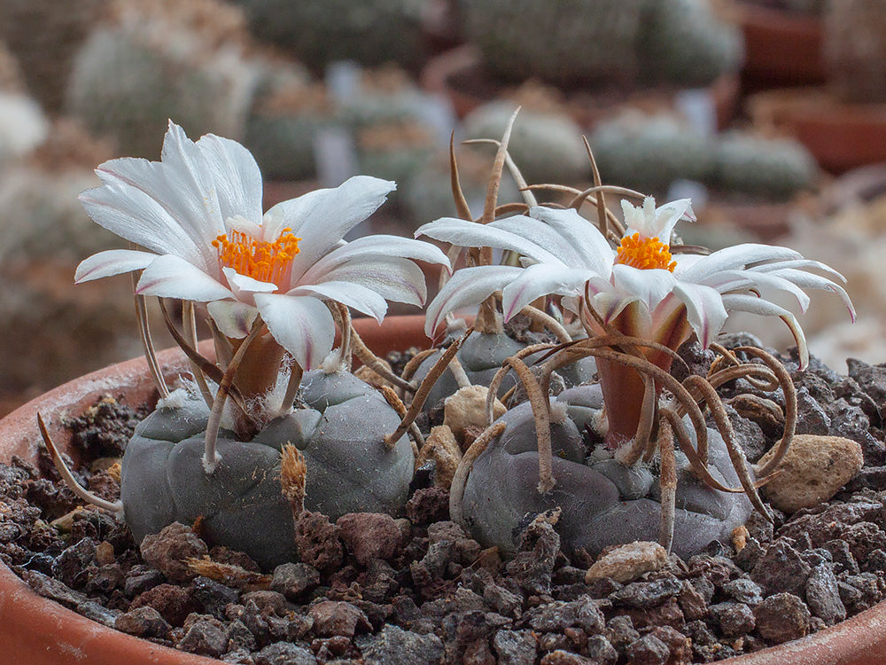 Turbinicarpus plants – Page 2 – Hajek-kaktusy