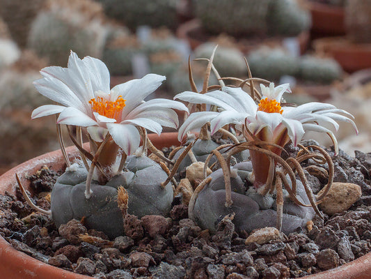 Turbinicarpus schmiedickeanus ssp. schwarzii TCG 8003 Canyon Honda, SLP