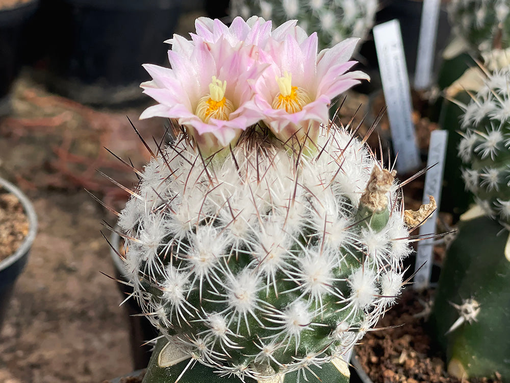 Turbinicarpus subterraneus VM 1144 Esperanza, NL