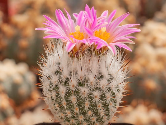 Turbinicarpus subterraneus VM 1144 Esperanza, NL - 10 seeds