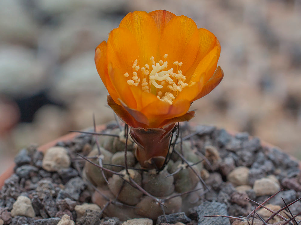 Weingartia neumanianna (orange flower) - 10 seeds