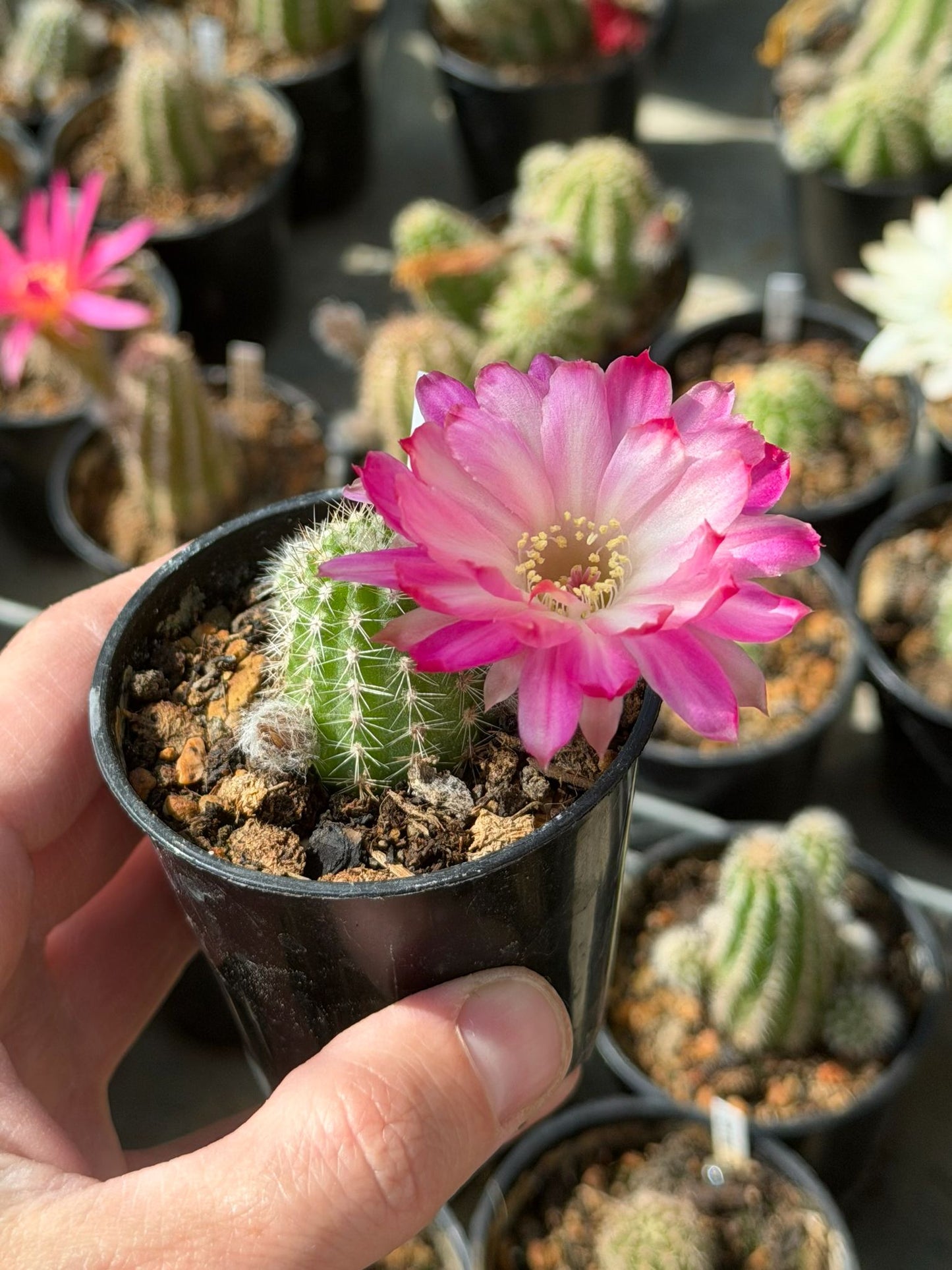 Chamaecereus hybr. PAN 17.8.109