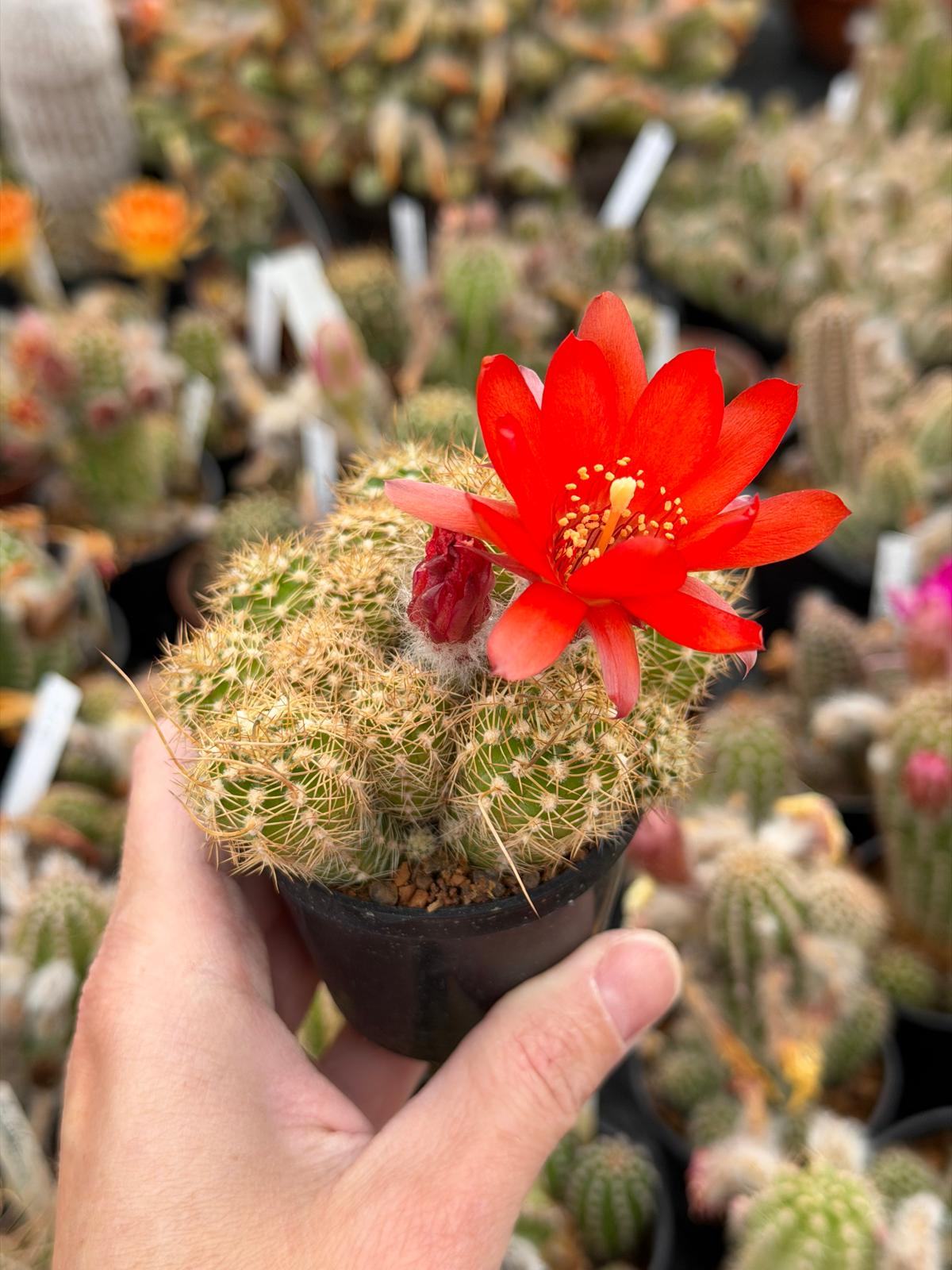 Chamaecereus hybr. Hajek 26.023