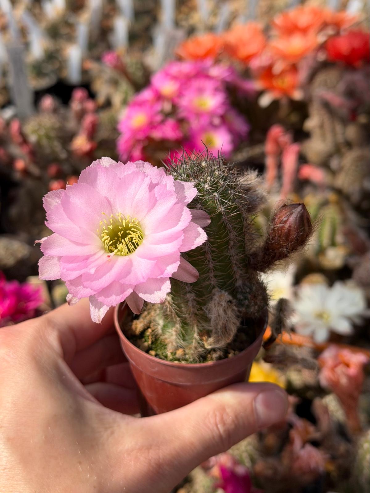 Chamaecereus hybr. Lincoln Pink Splendor