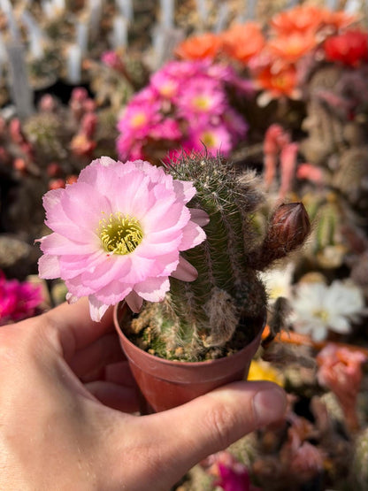Chamaecereus hybr. Lincoln Pink Splendor