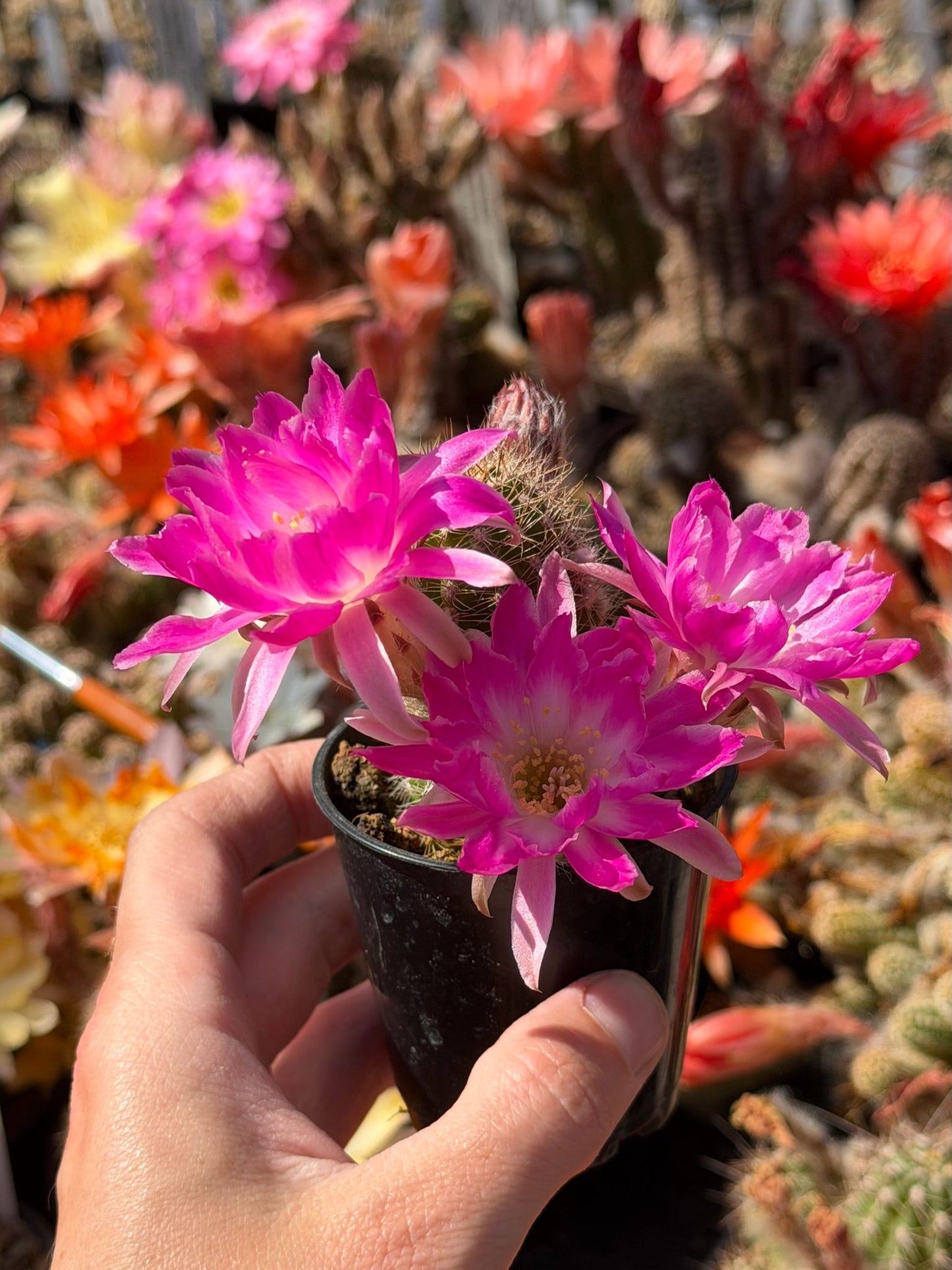 Chamaecereus hybr. PAN 20.19.80