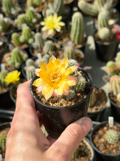 Chamaecereus hybr. PAN 17.8.27