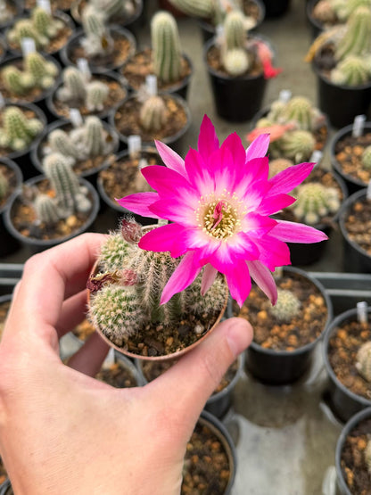 Chamaecereus hybr. PAN 17.4.148