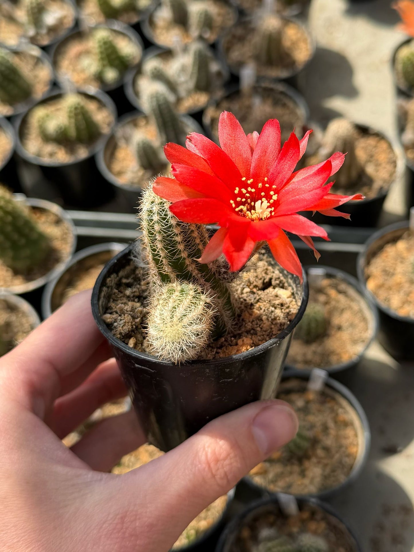 Chamaecereus hybr. Hajek 23.035
