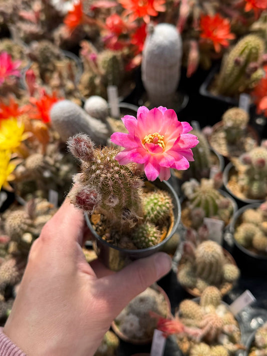 Chamaecereus hybr. PAN 17.8.112