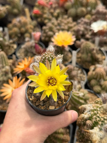 Chamaecereus hybr. Hajek 23.007