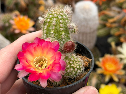 Chamaecereus hybr. PAN 17.8.109