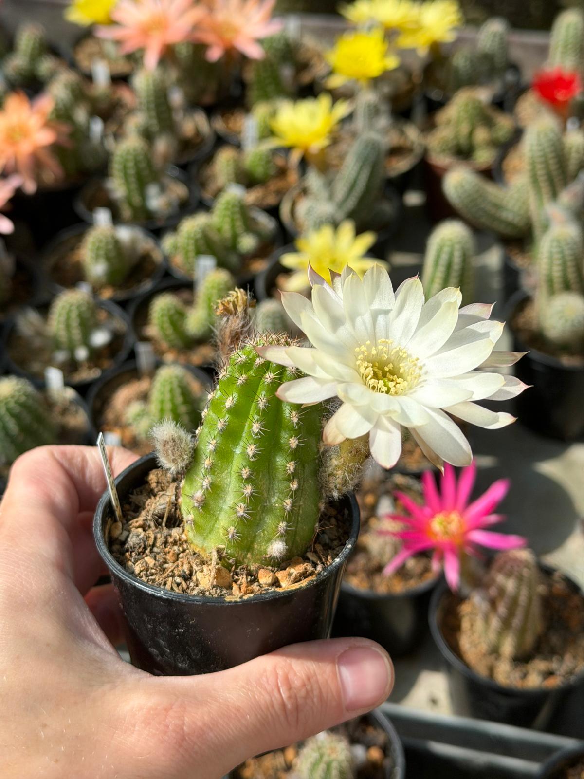 Chamaecereus hybr. PAN 17.5.10