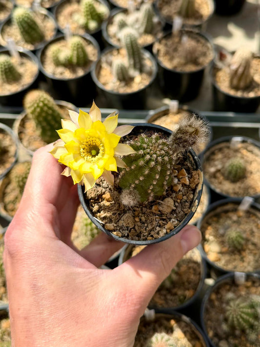Chamaecereus hybr. PAN 17.5.10