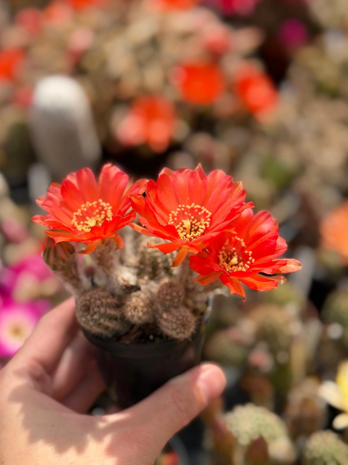 Chamaecereus hybr. Hajek 26.014