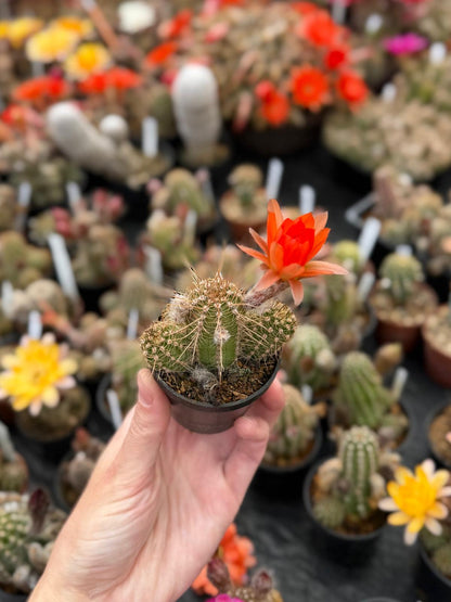 Chamaecereus hybr. Hajek 26.007