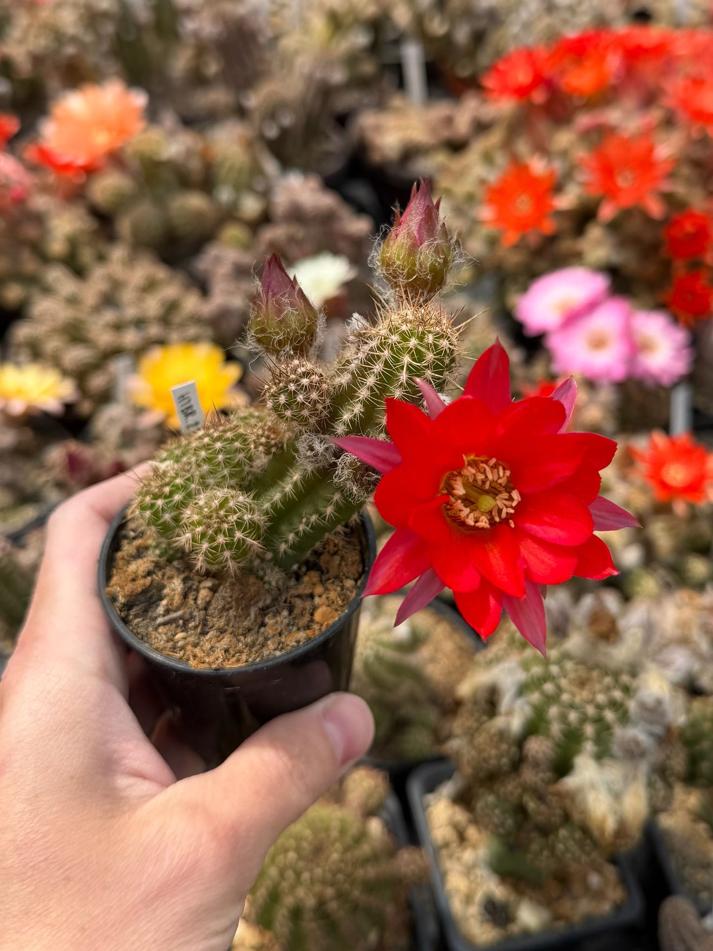 Chamaecereus hybr. Hajek 23.028