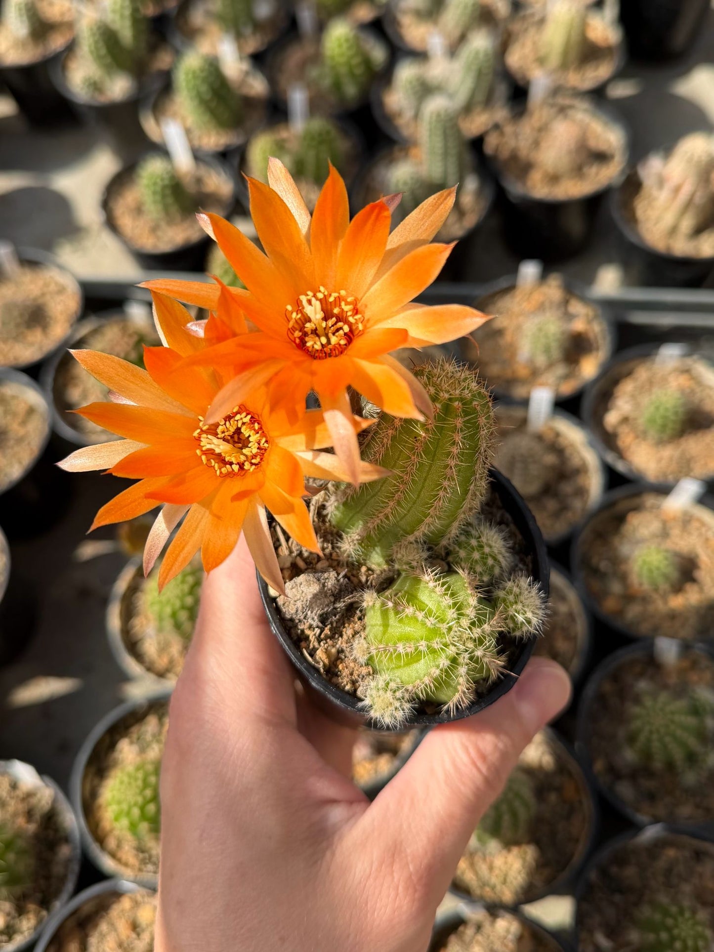 Chamaecereus hybr. Hajek 23.040