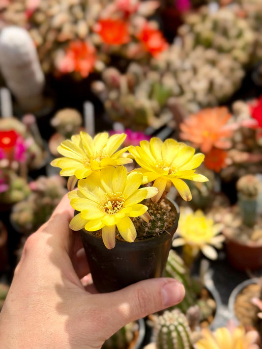 Chamaecereus hybr. Hajek 26.016