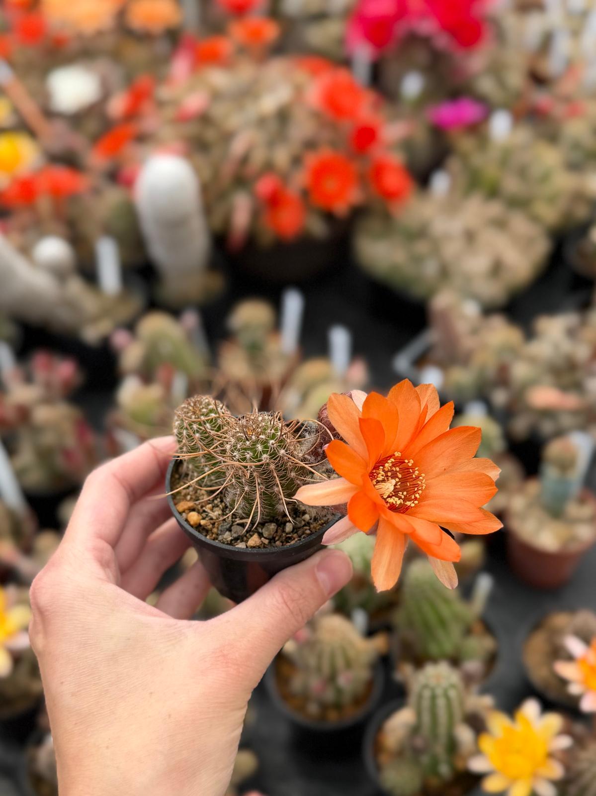 Chamaecereus hybr. Hajek 26.006