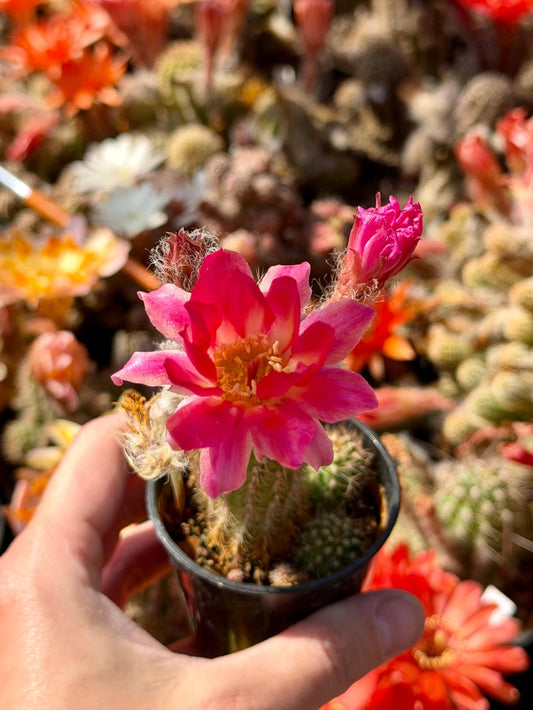 Chamaecereus hybr. PAN 17.8.111