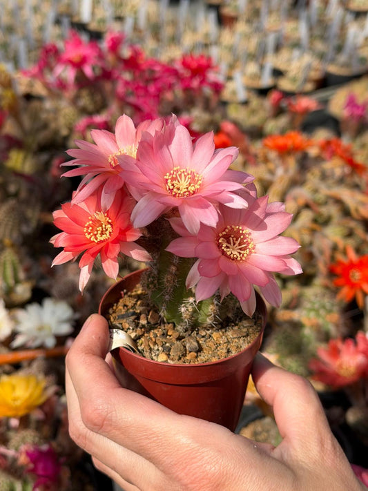 Chamaecereus hybr. antique pink flower