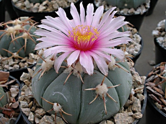 Echinocactus horizonthalonius VZD 230 Las Tablas, SLP - 10 seeds