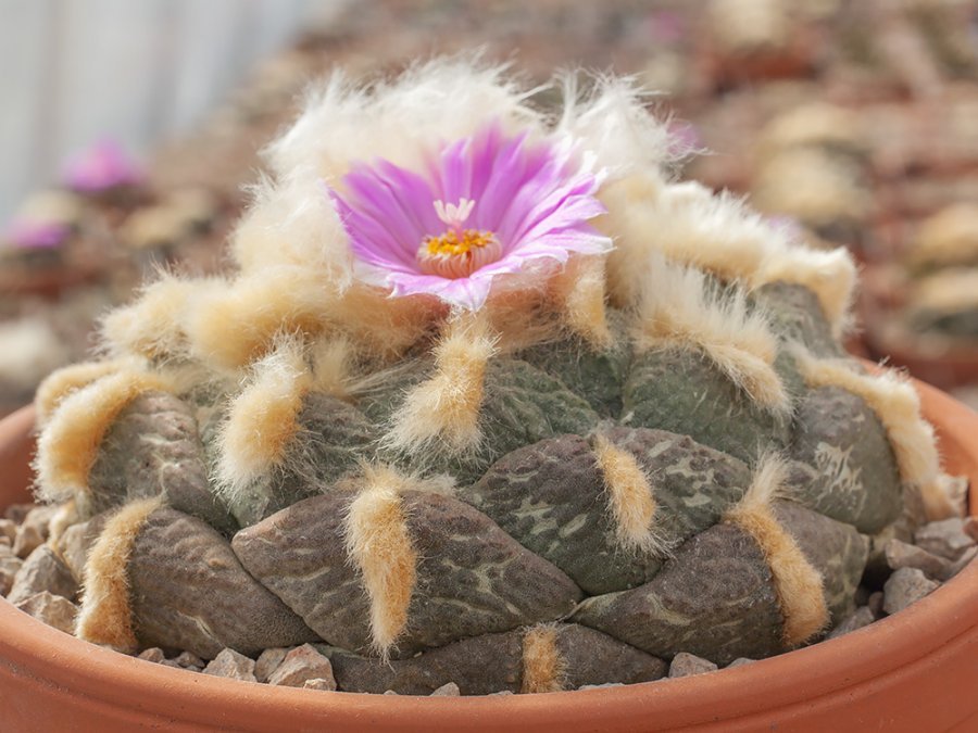 Ariocarpus fissuratus ssp. lloydii VM 686 Sierra de Parras, Coah