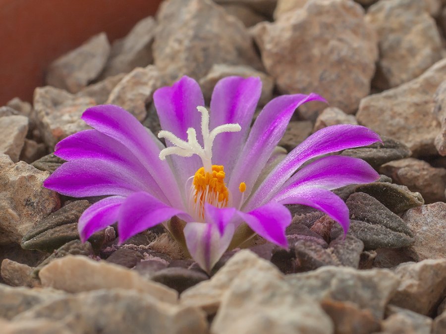 Ariocarpus kotschoubeyanus VZD 1231 El Gallo, SLP - 10 seeds